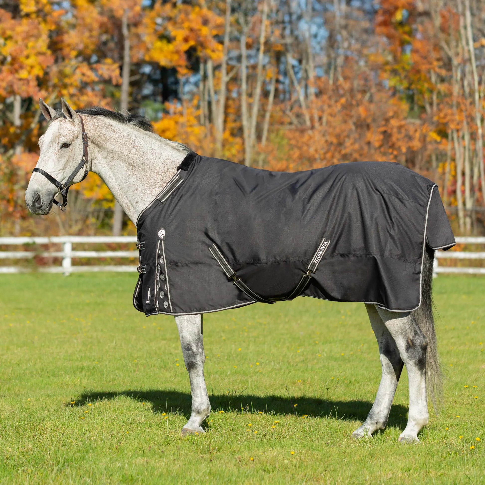 Equinavia Norse 200g Medium Weight Horse Blanket Waterproof All Weather Winter Turnout